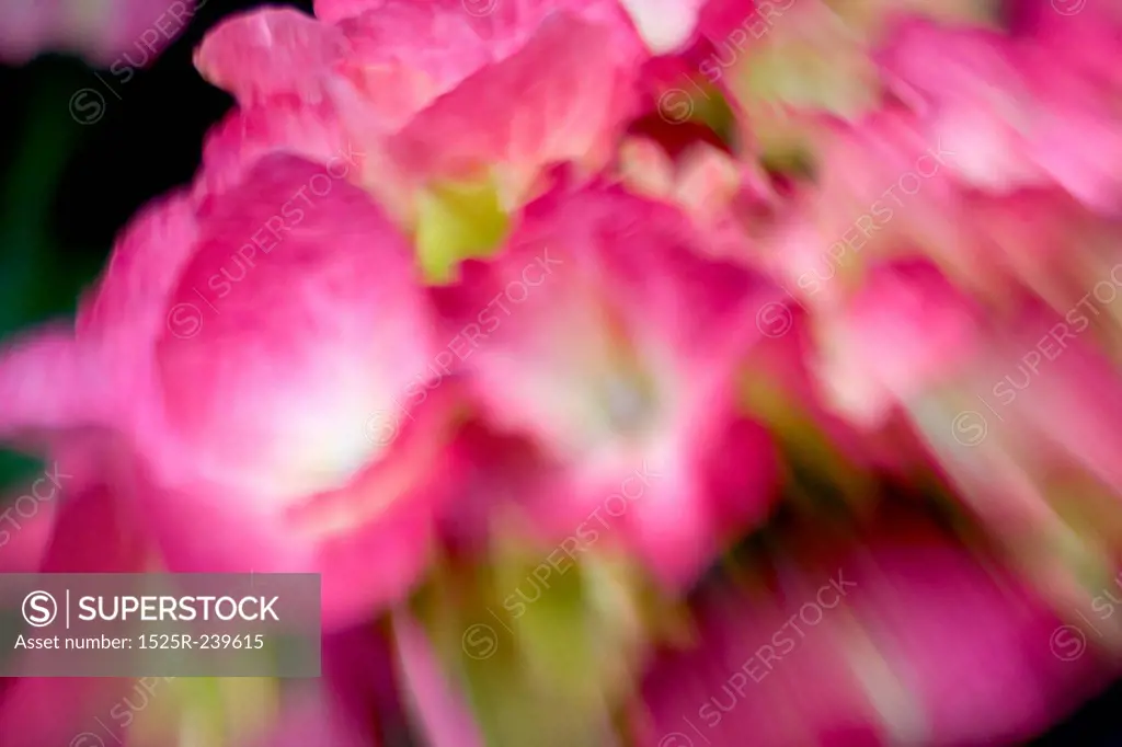 Pink Hydrangea in a Blur