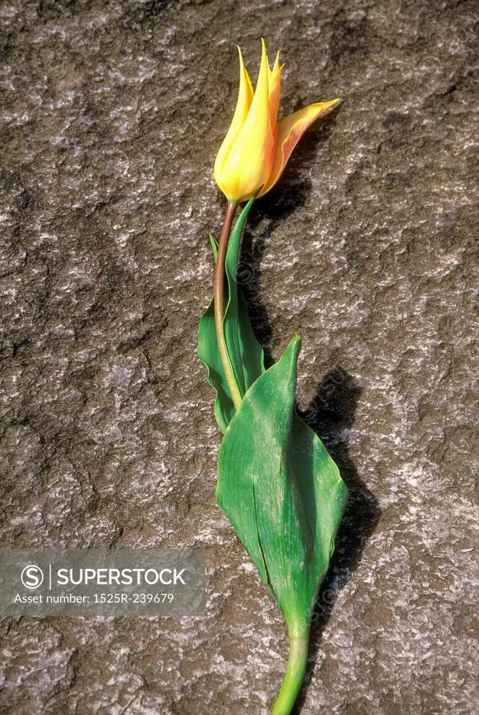Cut Tulip Lying on Big Rock