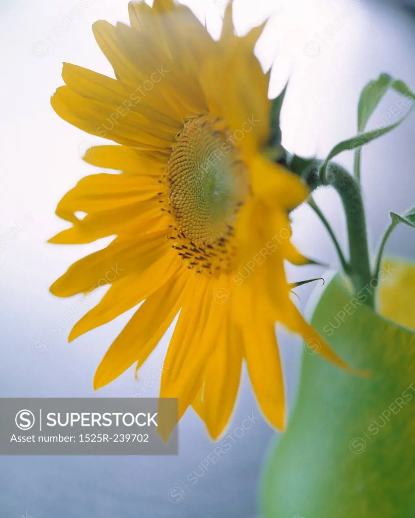 Sunflower in a Green Vase