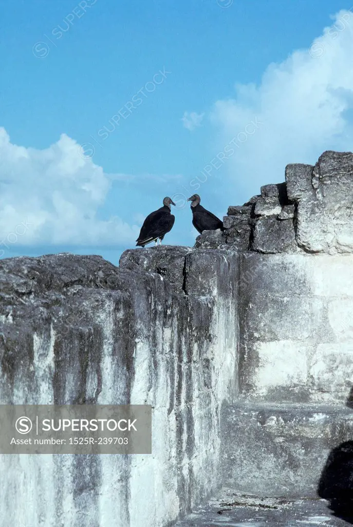 Two Vultures on a Cement Wall
