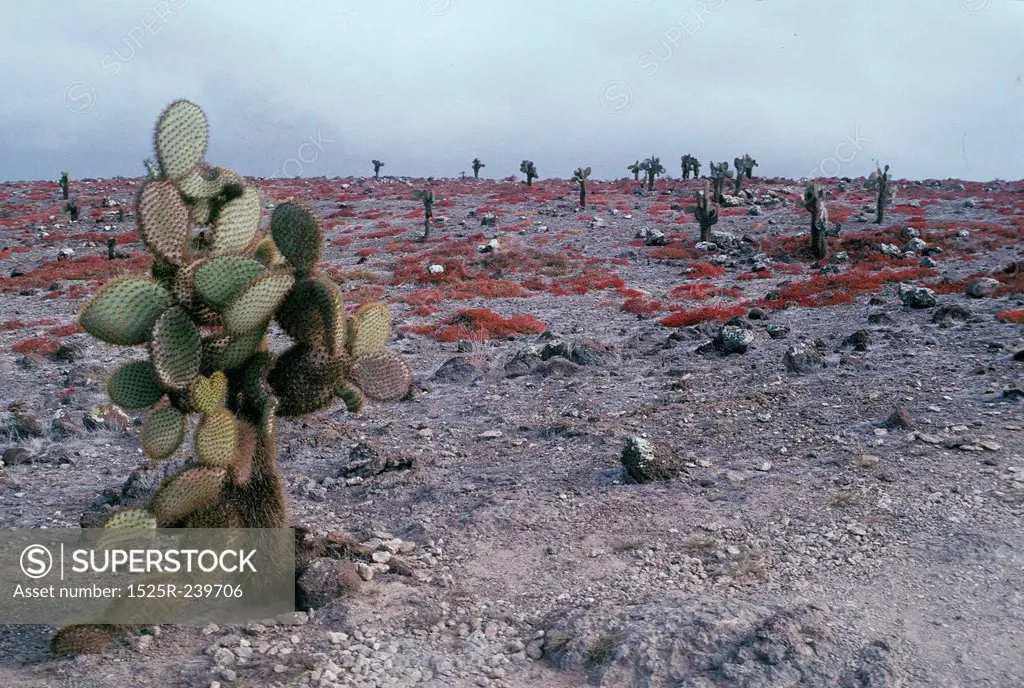 Cactus in Rocky Desert