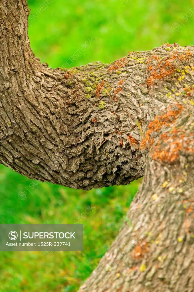 Curved, Gnarly Tree Trunk