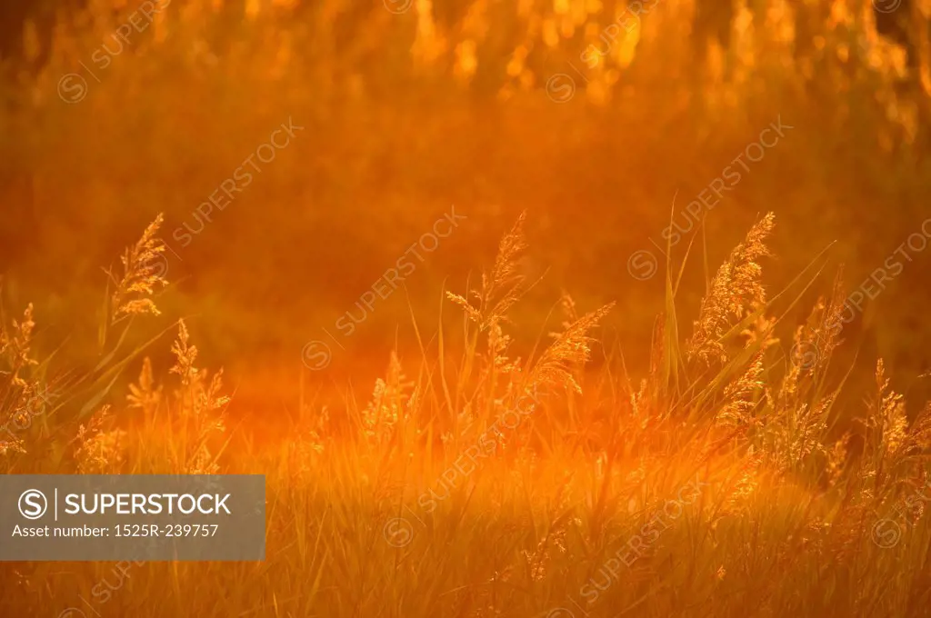 Golden Field of Grain