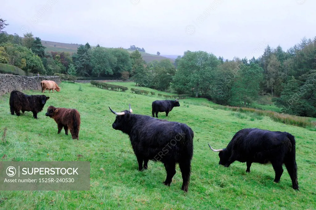 Bulls in a field.