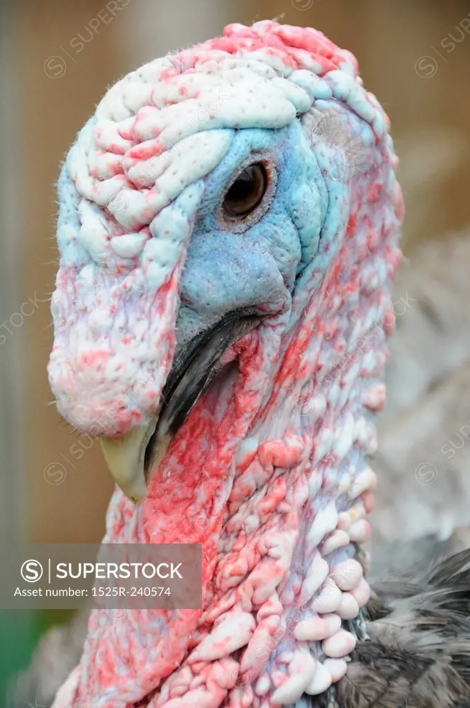 Close up of a turkey.