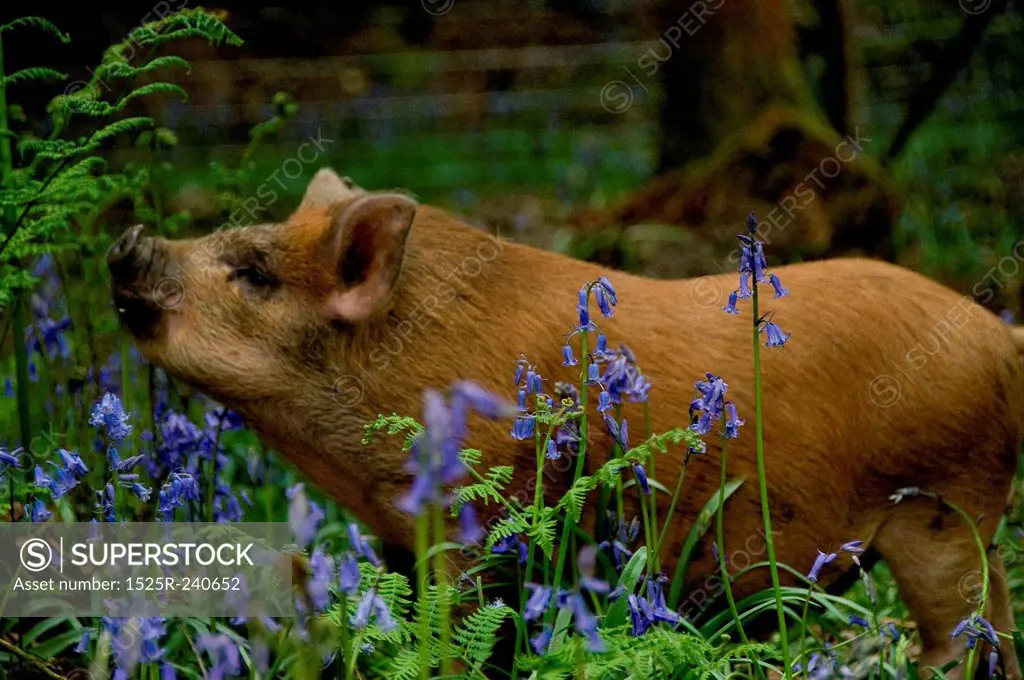 A pig in the woods.
