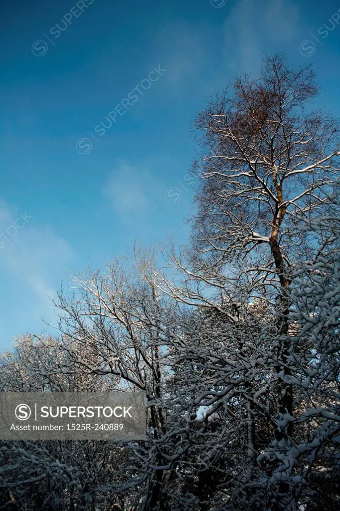 Winter landscape on clear day