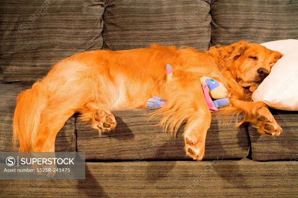 Golden Retriever Sprawled on Couch