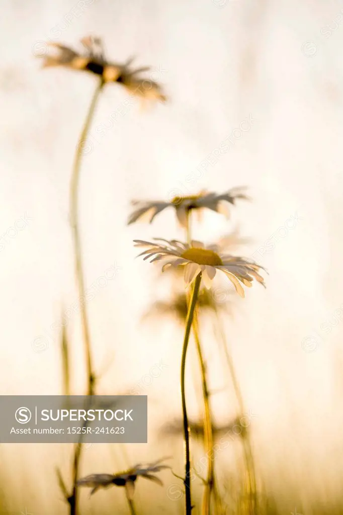 Daisies in Silhouette