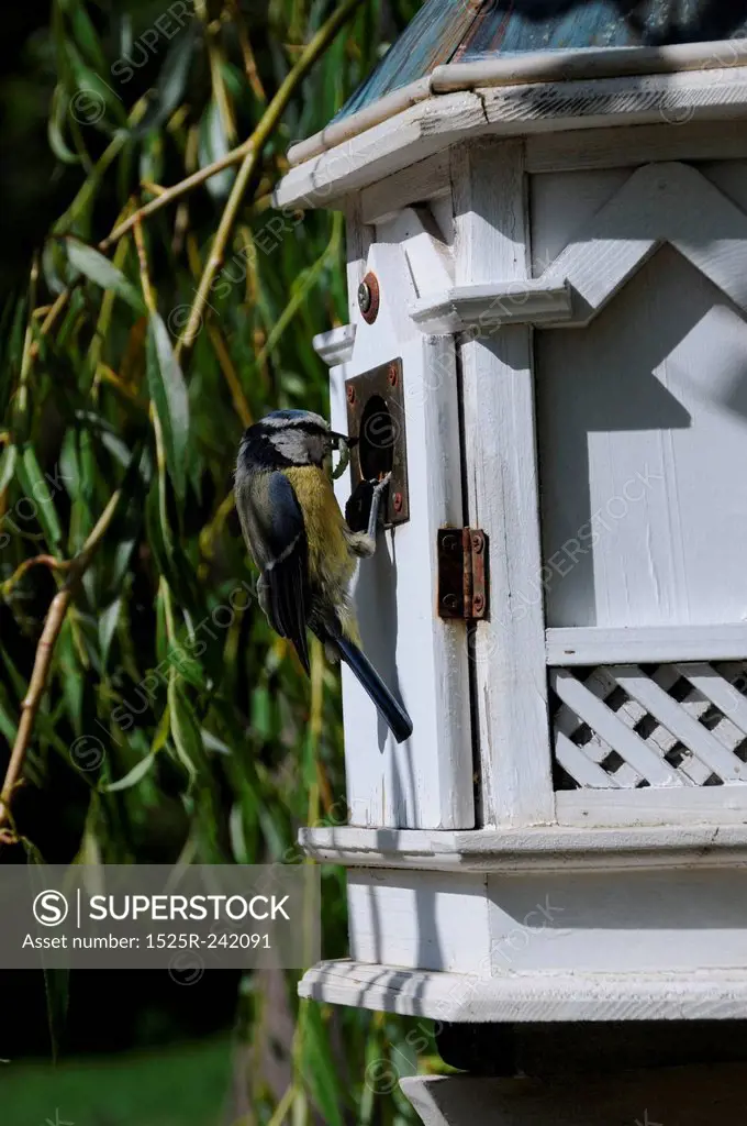 Bluebird in bird house