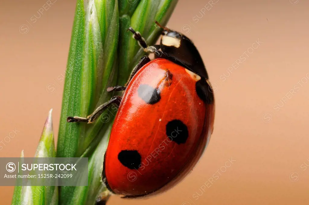 Close-up of Ladybird