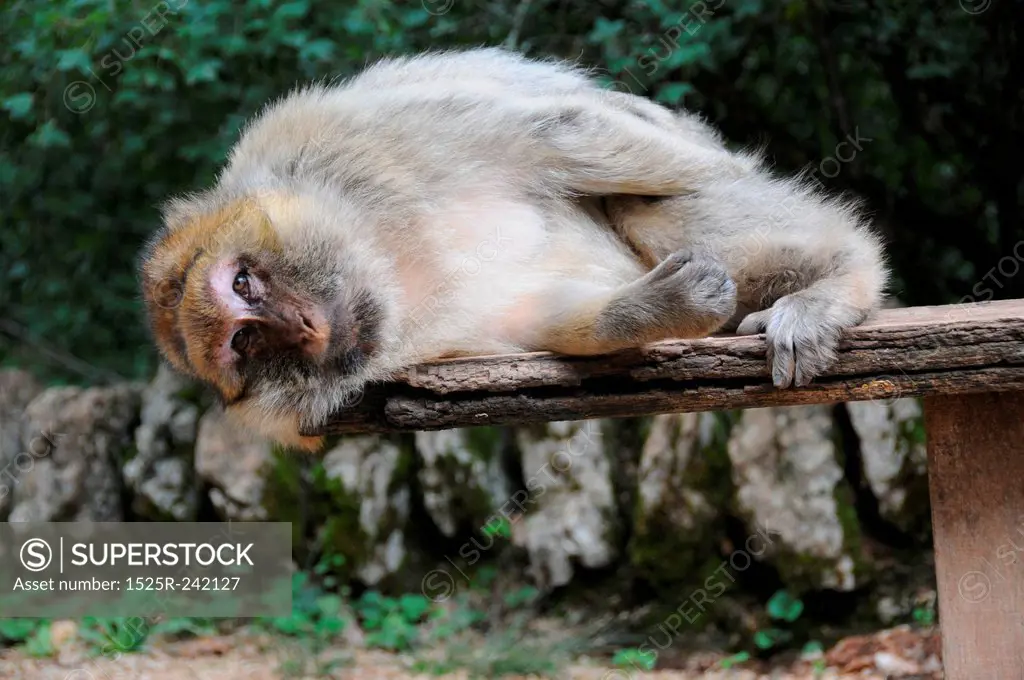 Barbary Macaque Monkey
