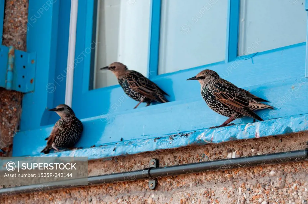 Starlings on window