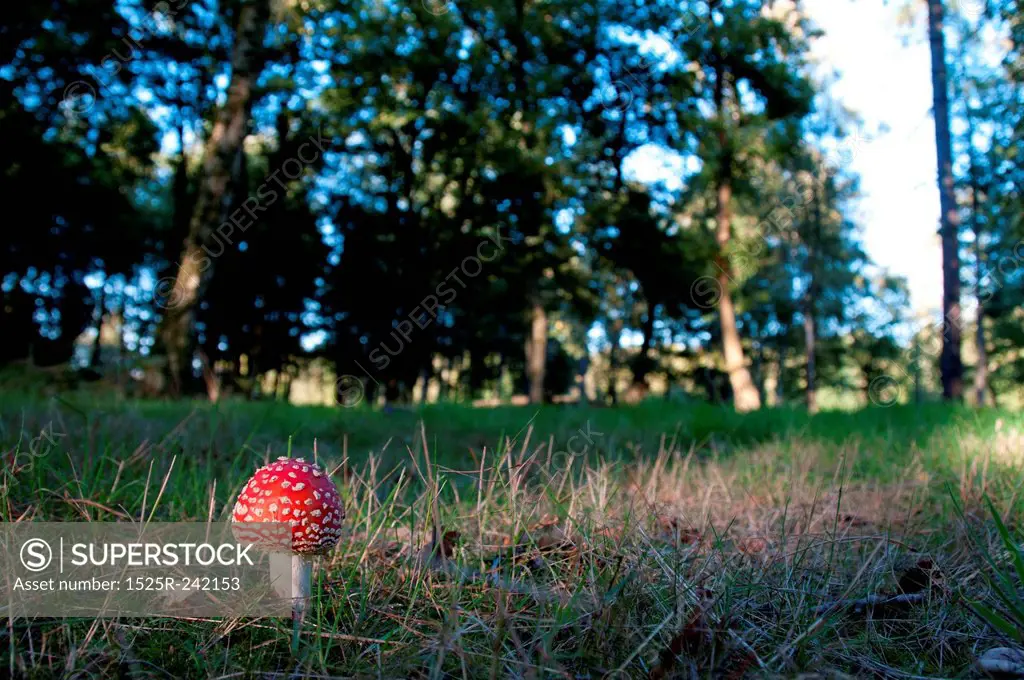 Mushroom in grass