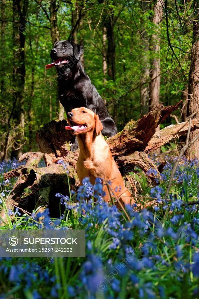 Dogs in the woods