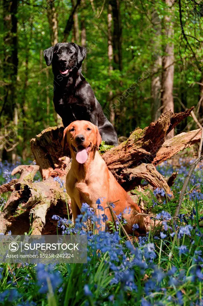Dogs in the woods