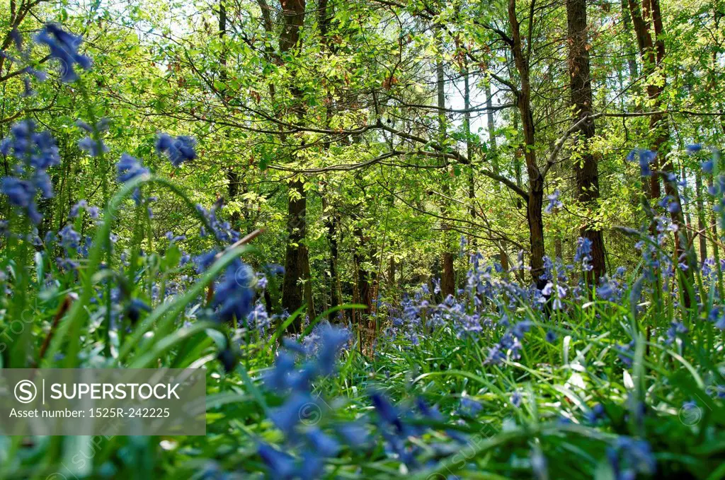 Beautiful woodlands with purple flowers on the ground
