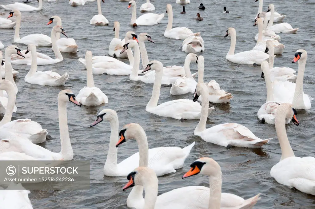 Collection of white Swans in water
