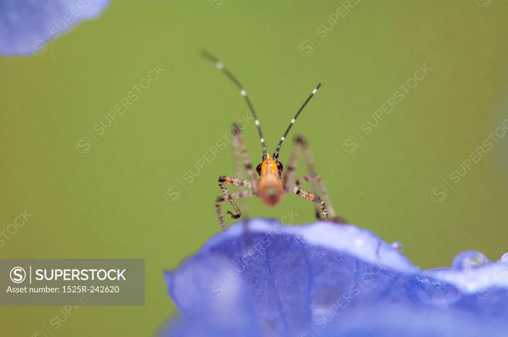 Insect On A Purple Flower