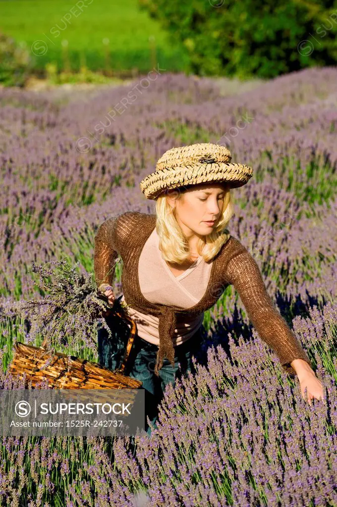Woman Picking Lavender