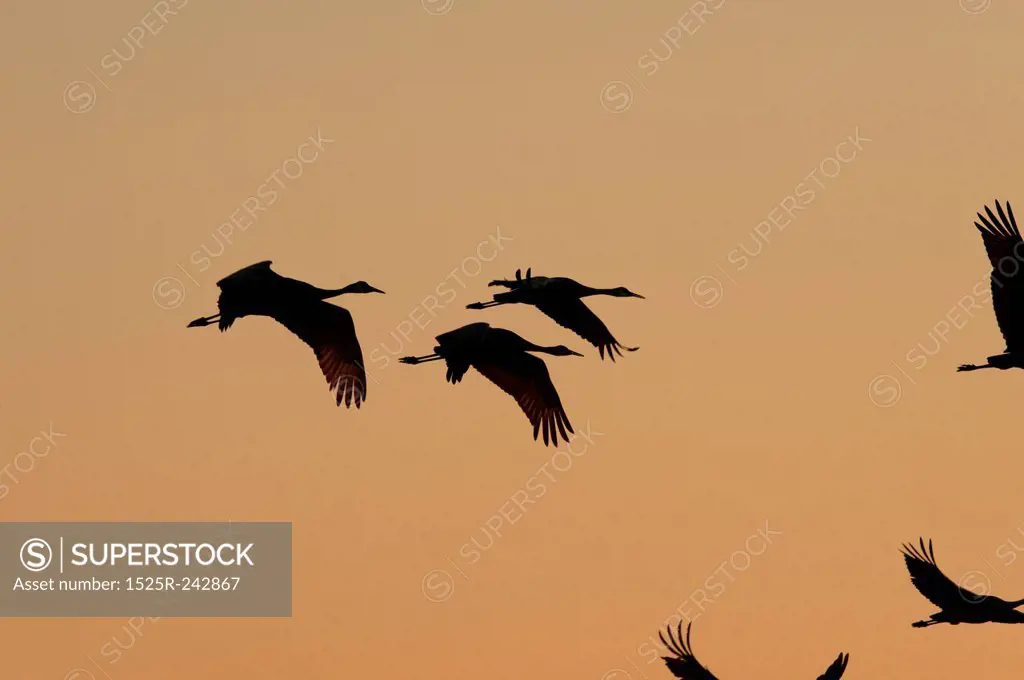 Flying Crane Silhouettes