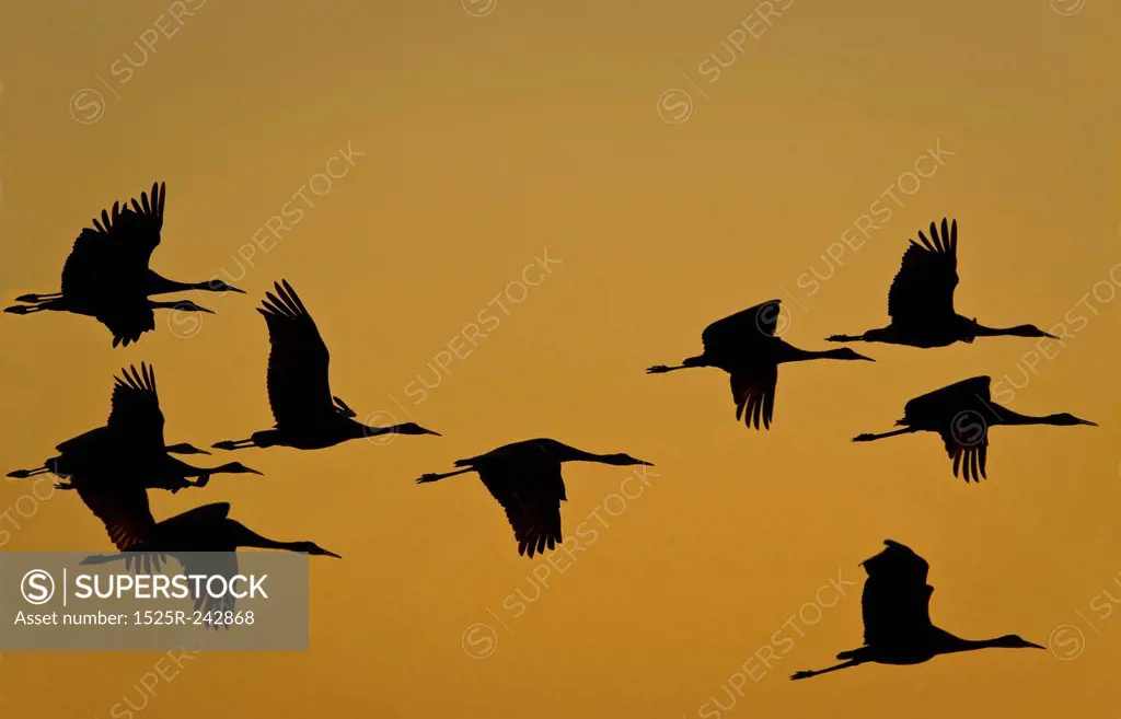 Flock Of Cranes In Flight