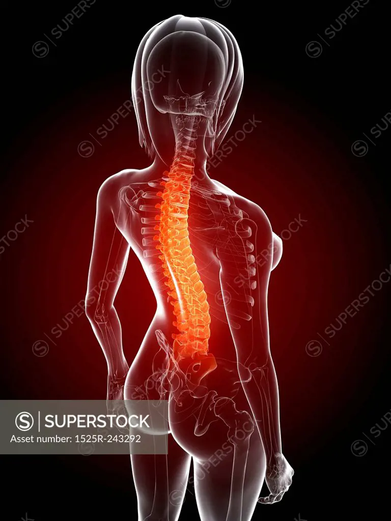 3d rendered anatomy illustration - painful back