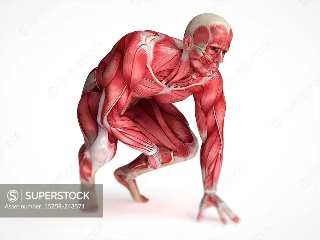 3d rendered scientific illustration of the males muscles