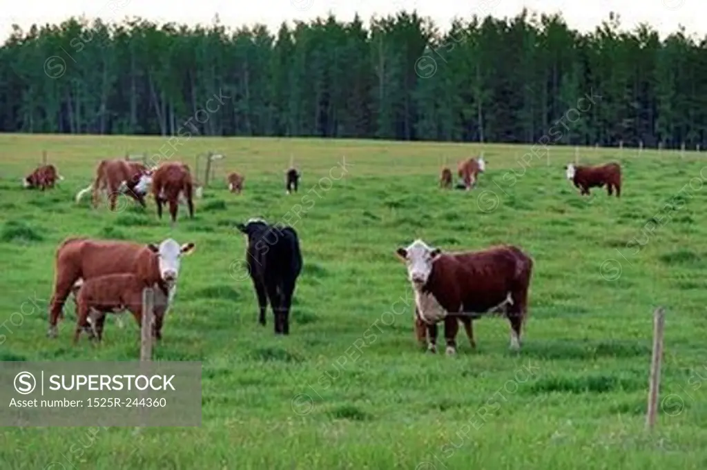 Cattle grazing in a pasture, Northern Alberta, Alberta, Canada
