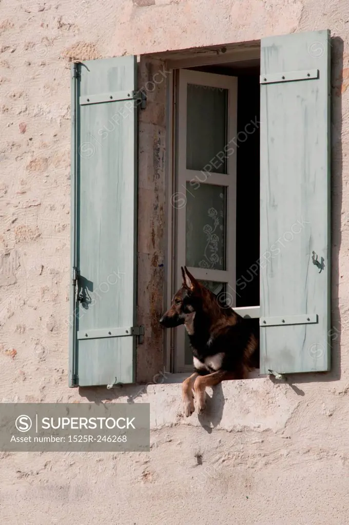 Dog hanging out of a Window