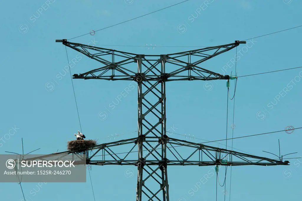 Ciconnia nesting on a power line
