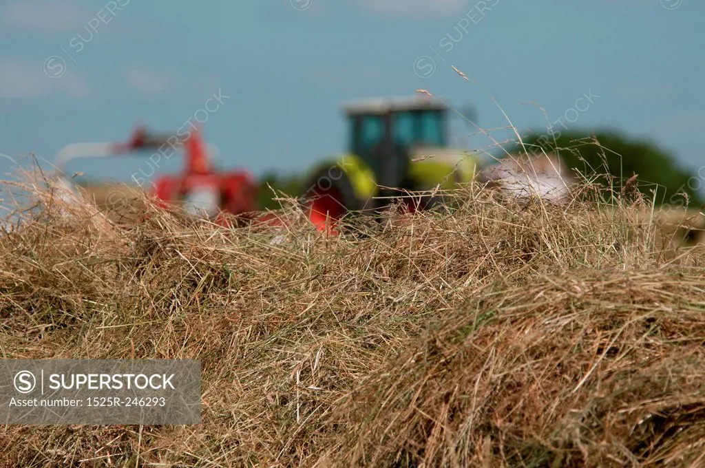 Close-up of hay in farmers field