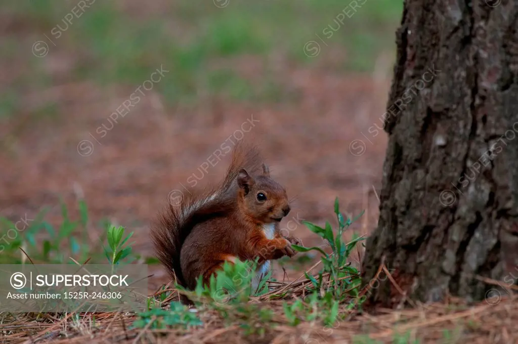 Red squirrel at base of a tree