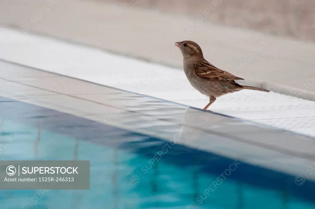 Sparrow at the side of a swimming pool