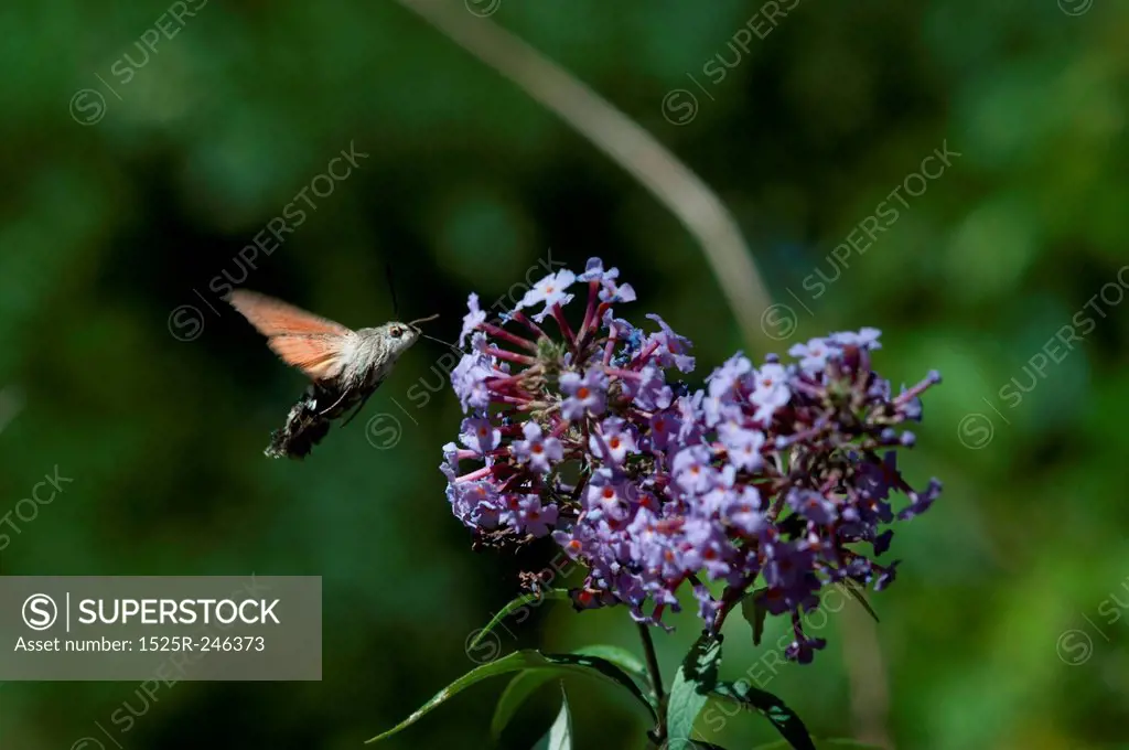 Hummingbird moth on a buddleia bush