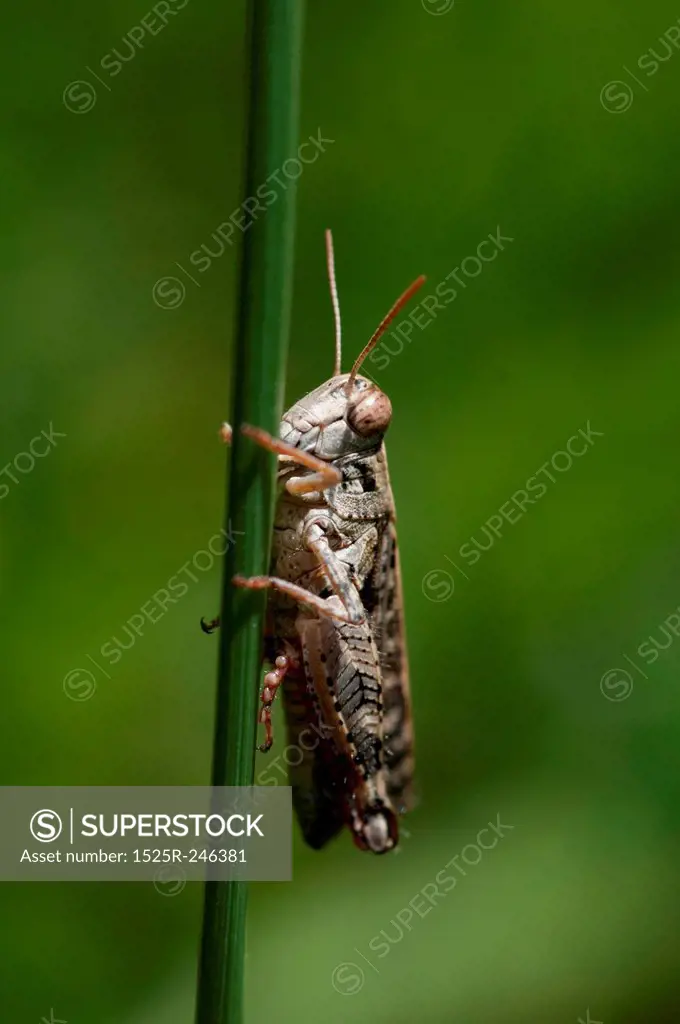 Grasshopper on a reed