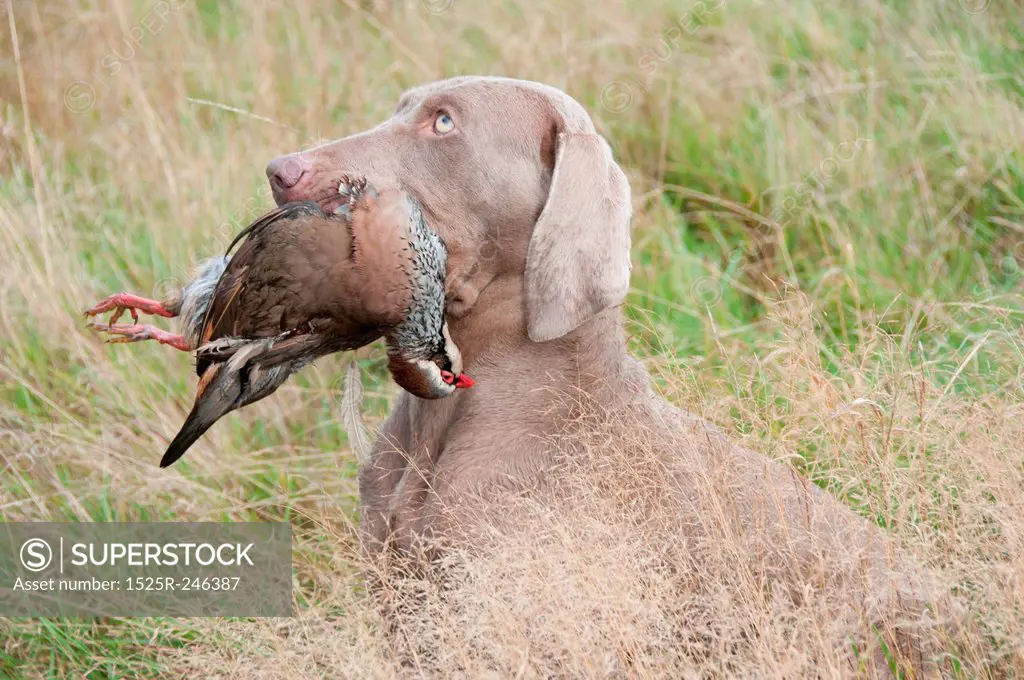 Hunting dog with a pheasant in its moutgh