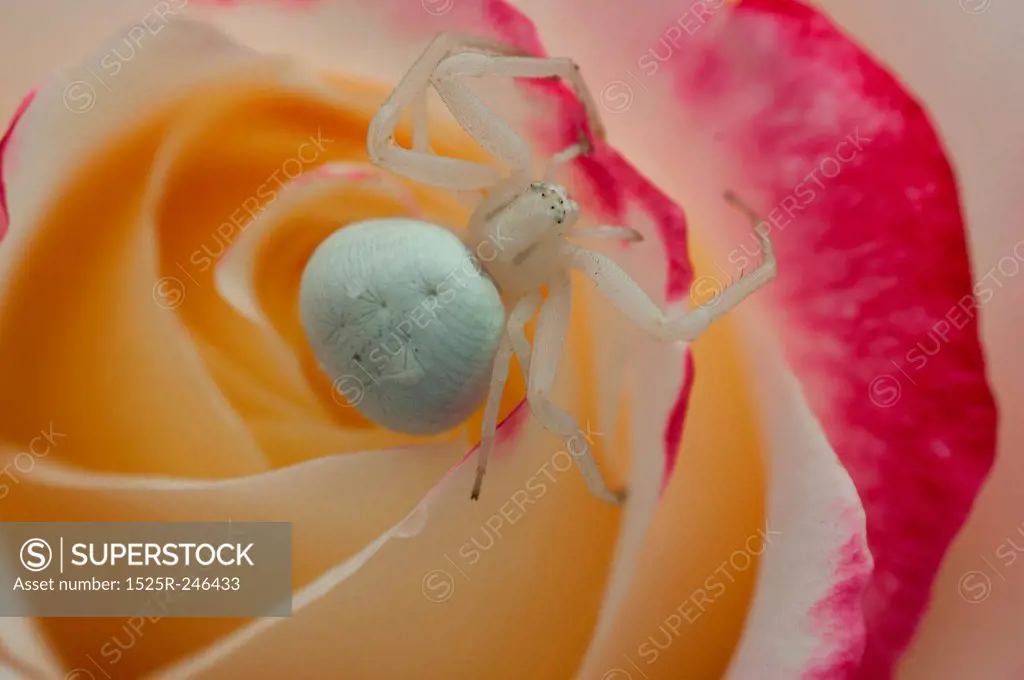 Macro of a crab spider on a flower