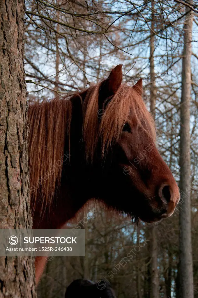 A Horse in a forest