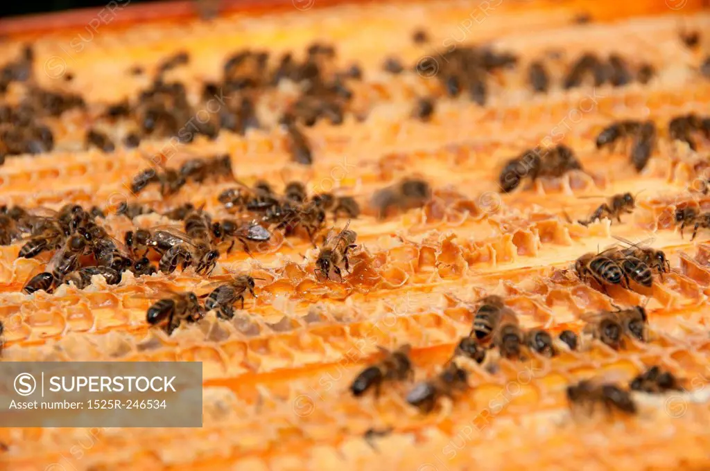 A close-up of a bee hive