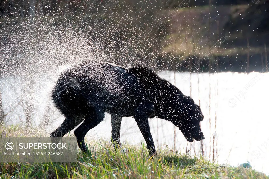A dog shaking to get dry