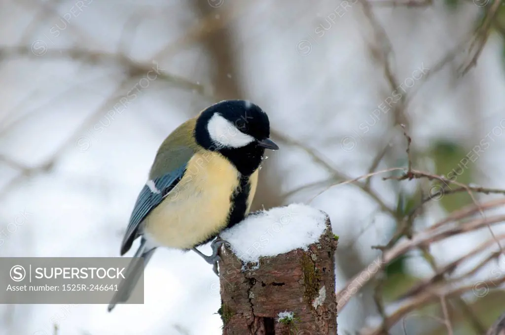 A blue tit in the snow
