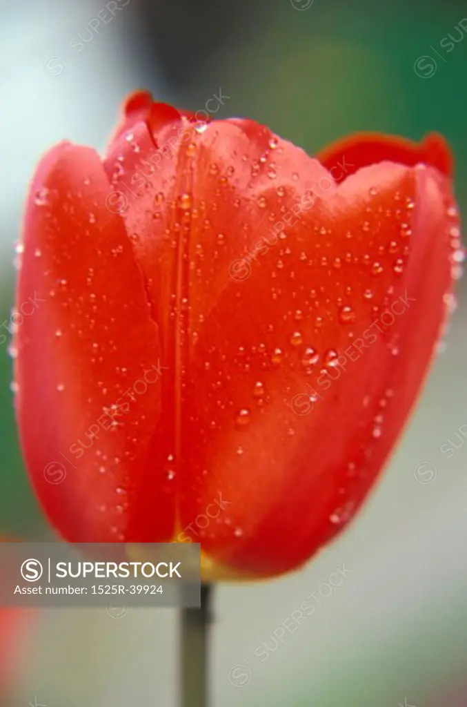 Red Tulip With Dew Drops