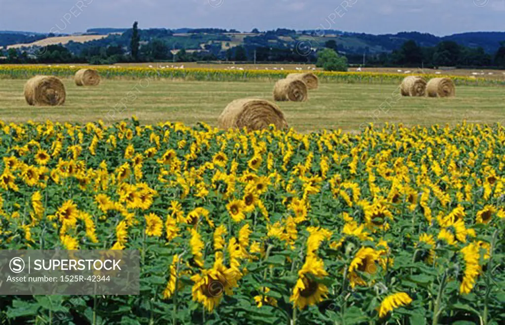 Sunflower and Hay Fields