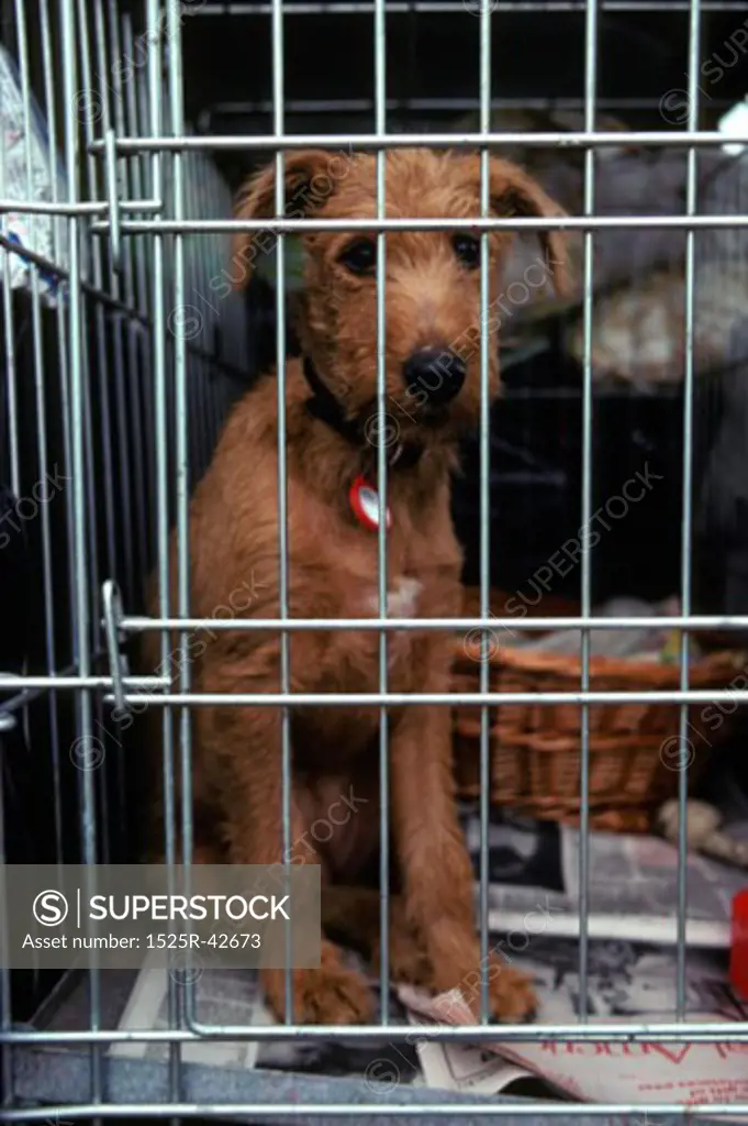 Sad Puppy in a Cage