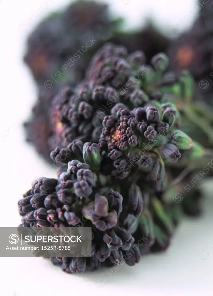 Close-up of flowers of a green vegetable