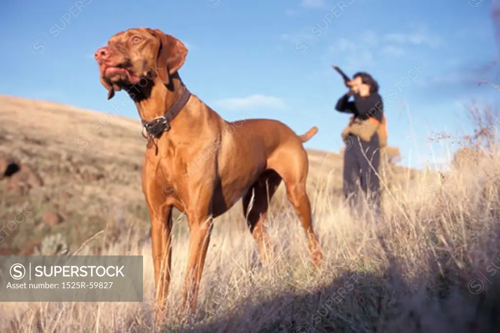 Hunter with Gun and Hunting Dog