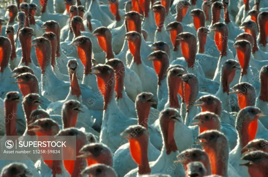 Flock of Turkeys Standing Close Together