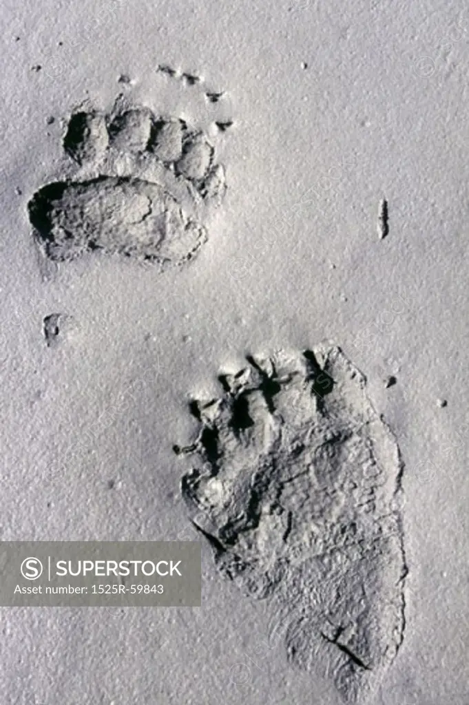 Grizzly Tracks in Alaska