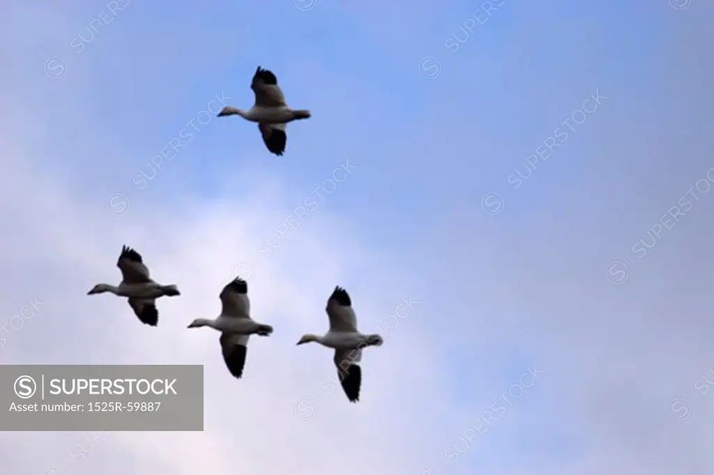 Birds Flying Together